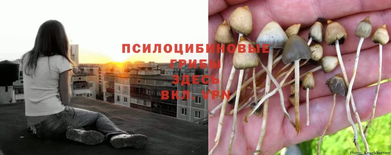 Псилоцибиновые грибы Psilocybe  Балтийск 